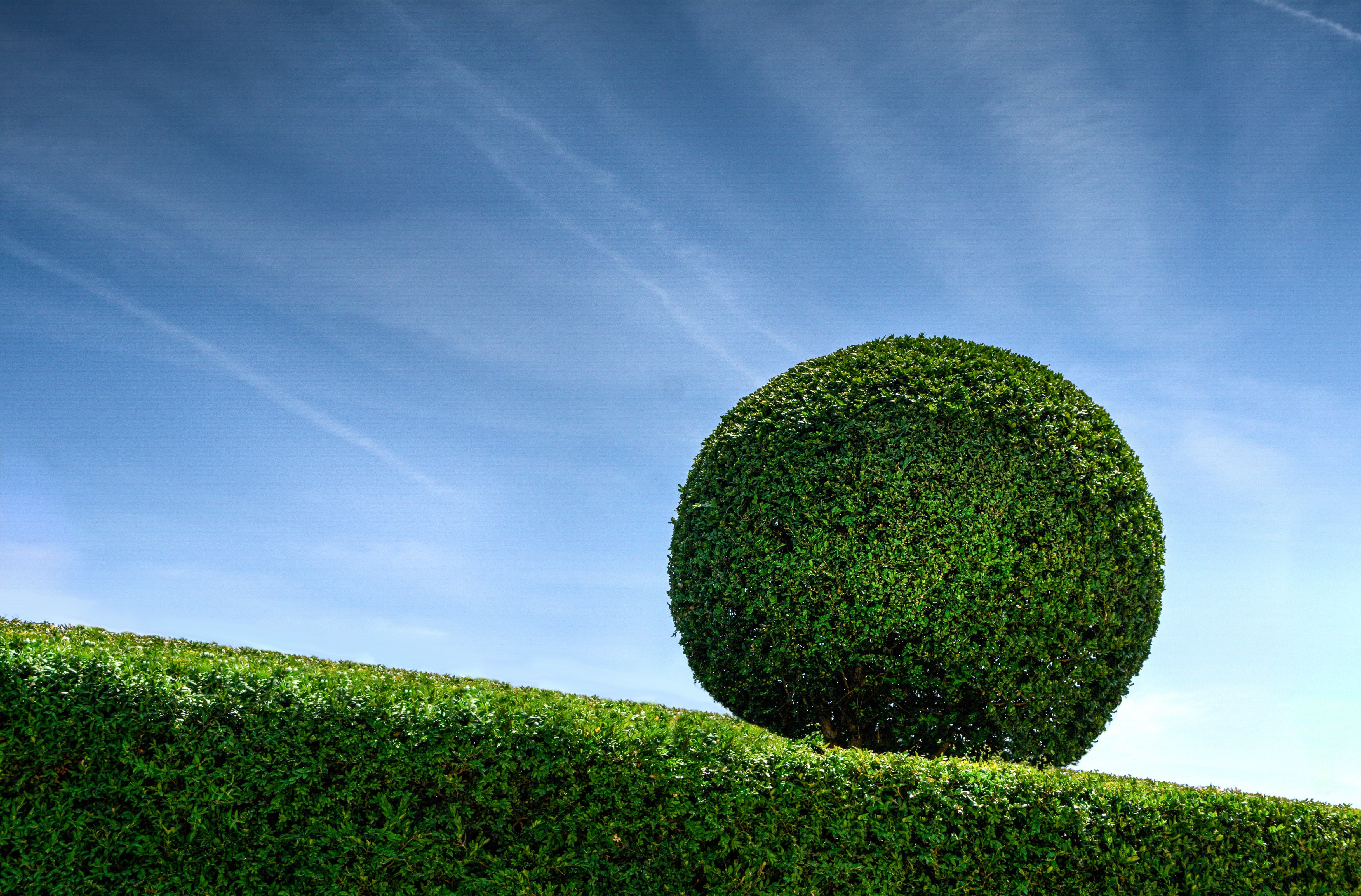 Important Tips in Pruning Trees and Hedges