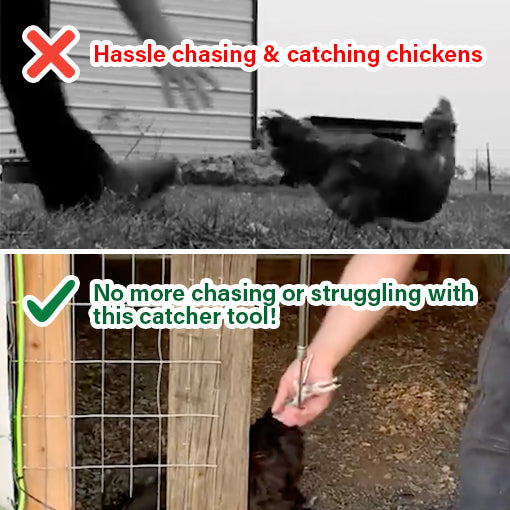 2-in-1 Telescopic Chicken Catcher