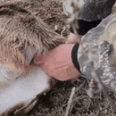 Big Game Dressing Tool