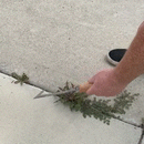 Crack Wild Plant Remover Tool